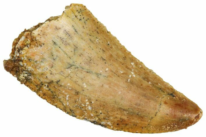 Serrated Raptor Tooth - Real Dinosaur Tooth #371441